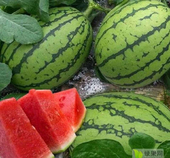 早春红玉价格