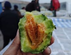 河北唐山乐亭博洋9号甜瓜大量开园，产地代办，产地