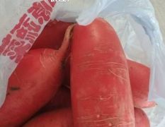 大量供應(yīng)今年一月份拔的紅皮蘿卜