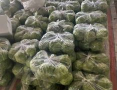 怀明菜站甘蓝大量供货，
