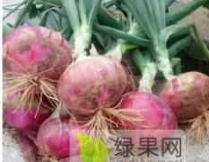 本地洋葱即将上市，供应充足，价格公道欢迎咨询订购