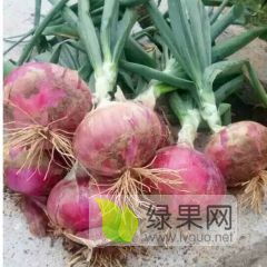 本地洋葱即将上市，供应充足，价格公道欢迎咨询订购