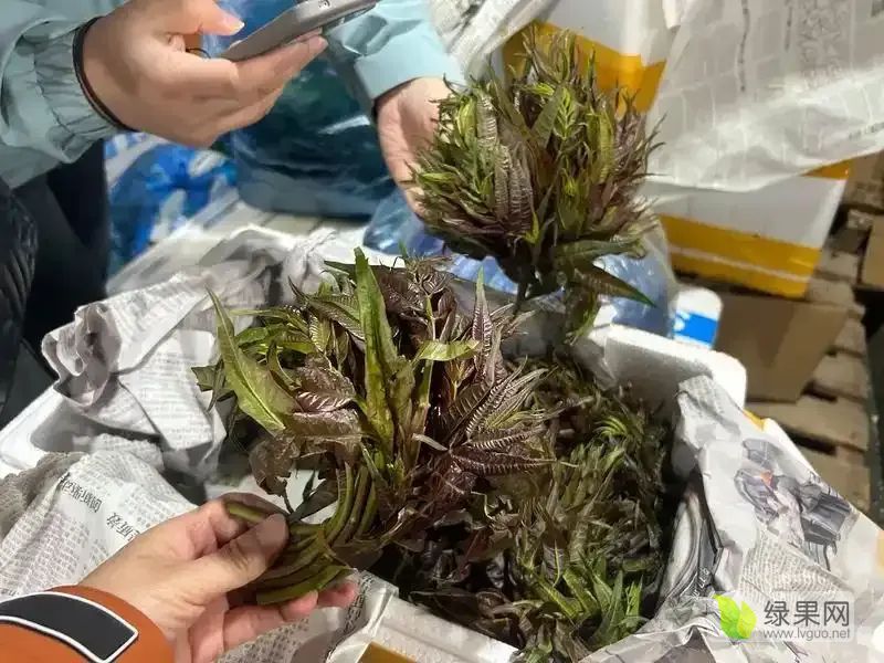 香椿.webp