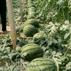 辽宁省新民市甜王西瓜 15540566888 西