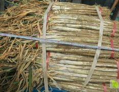 菏泽长白大葱上市中 一手货源欢迎采购