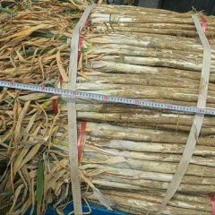 菏泽长白大葱上市中 一手货源欢迎采购