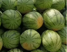 千金难买 好瓜难求