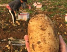 种植品种有沃土+、太和9号、玖恩11，欢迎订购