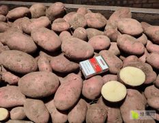 张家口土豆原种销售