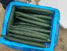 河南夏邑大棚黄瓜大量上市啦