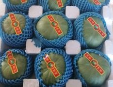 博洋甜瓜大量供應(yīng)