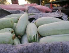 大量供應(yīng)博羊甜瓜