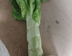 福耀一号 莴苣大量上市了 青皮青肉