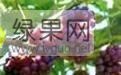 凌海暖棚着色香葡萄大量上市