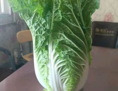 青州大棚白菜上市供应价格便宜 微信13774941222