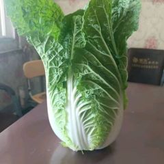 青州大棚白菜上市供应价格便宜 微信13774941222