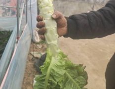 沂南莴苣，质量好，颜色好口感好。