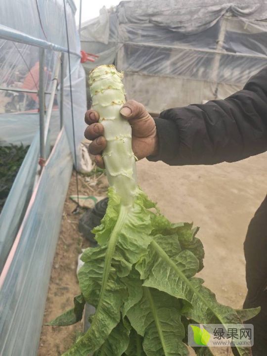 2025年山东沂南青皮价格