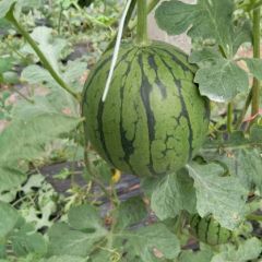 大量供应礼品西瓜