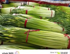 徐州丰县精品蒜薹蒜苗
