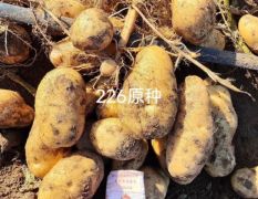 土豆原种薯226大西洋希胜六号