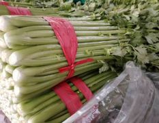 2025暖棚小芹菜大量上市中！