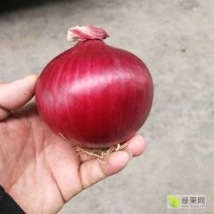 长年供应黄皮洋葱 规格齐全 冷库出租 代收代存 加工发货