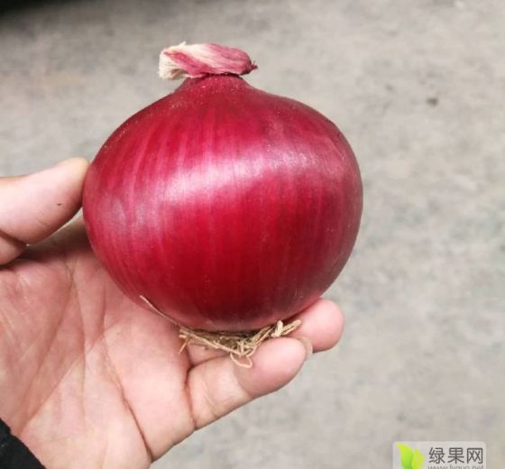 2022年山东金乡圆葱价格