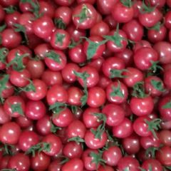 山东莘县圣女果大量上市千禧，贝贝，小玲珑釜山88。