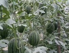 許營鎮(zhèn)禮品吊瓜上市