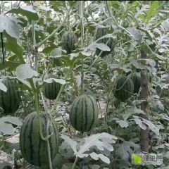 许营镇礼品吊瓜上市