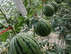 2025年各種小糖丸，2k禮品瓜上市 山東青州
