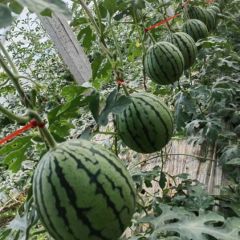 2025年各种小糖丸，2k礼品瓜上市 山东青州