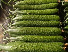 沂南辛集镇赵梅3月供应黄瓜口感超级好