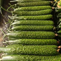 沂南辛集镇赵梅3月供应黄瓜口感超级好