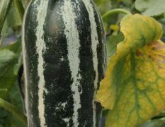 山東莘縣大量供應(yīng)各種瓜果蔬菜