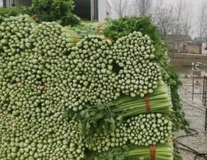 金乡芹菜大量供应