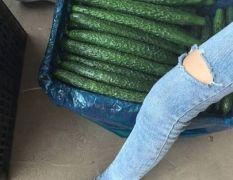 精品密刺油亮黄瓜