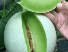 专业代收莘县玉姑甜瓜，蜜露，红金蜜，网纹