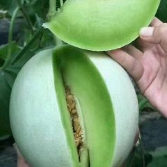 专业代收莘县玉姑甜瓜，蜜露，红金蜜，网纹