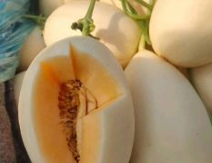 产地代收莘县各种甜瓜，哈密瓜