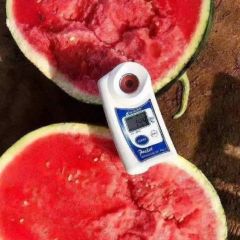 西瓜批量出 诚信经营，客户至上