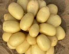 25年山東肥城市黃皮黃心精品土豆大量供應(yīng)，全年供應(yīng)各種規(guī)格，各種包裝