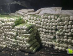 肥城白菜 靠國道交通方便