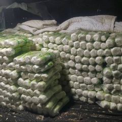 肥城白菜 靠国道交通方便