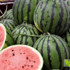 山东泗水西瓜五一前后就要大量上市