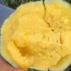 东台西瓜上市了