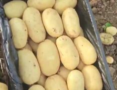 滕州三模土豆大量上市，近几年最低价。