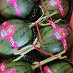 青州吊瓜2k小糖丸大量上市