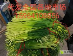 大量供应金乡白帽蒜苔，专业储存蒜苔，冷库出租